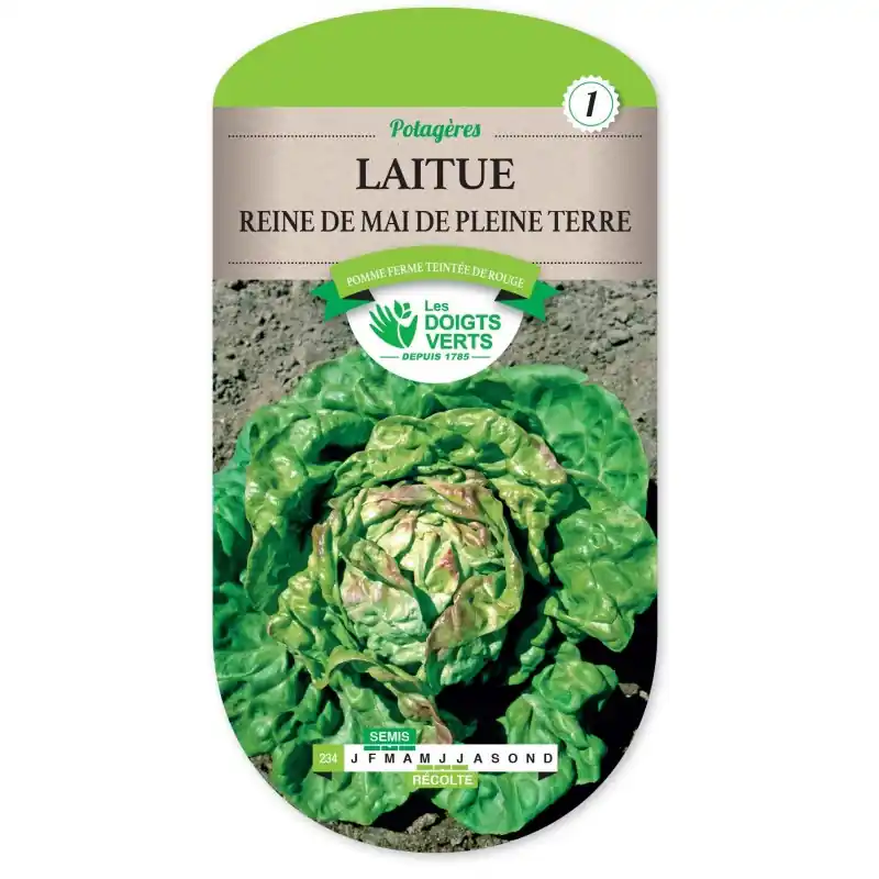 Certifié LAITUE REINE DE MAI DE PLEINE TERRE – CATÉGORIE 1 – LES DOIGTS VERTS