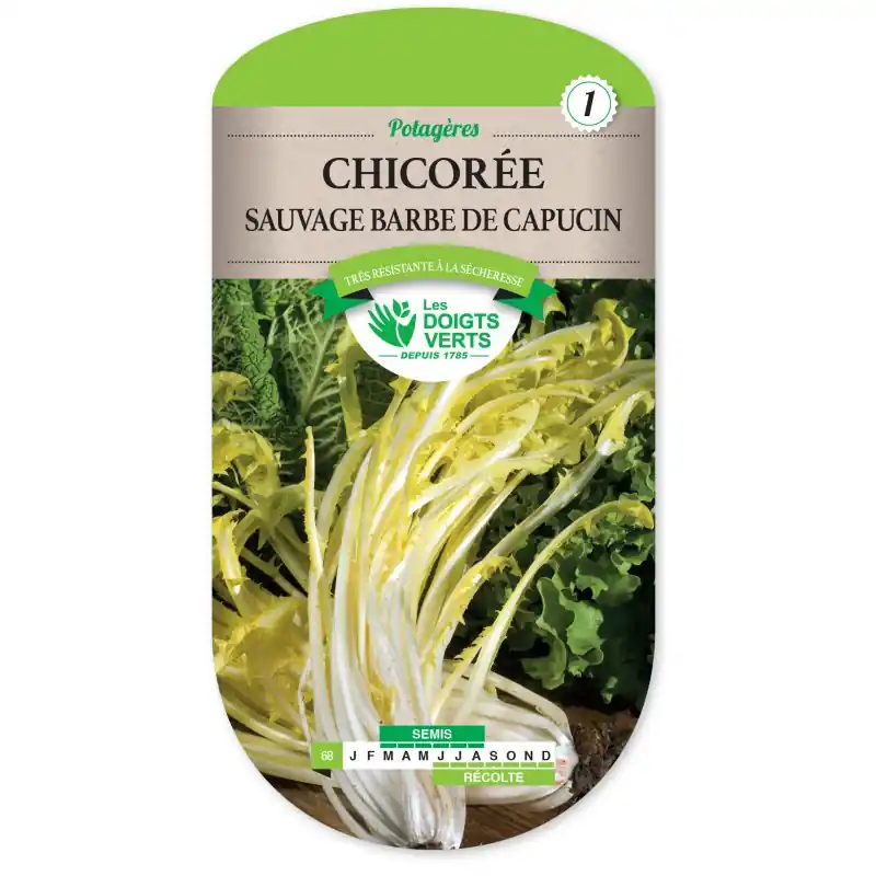 CHICORÉE SAUVAGE BARBE DE CAPUCIN – CATÉGORIE 1 – LES DOIGTS VERTS Offre Exclusive