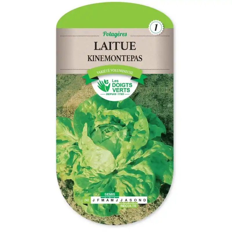 LAITUE KINEMONTEPAS - CATÉGORIE 1 - LES DOIGTS VERTS Haute Qualité