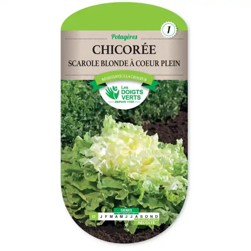 CHICORÉE SCAROLE BLONDE A COEUR PLEIN - CATÉGORIE 1 - LES DOIGTS VERTS Populaire