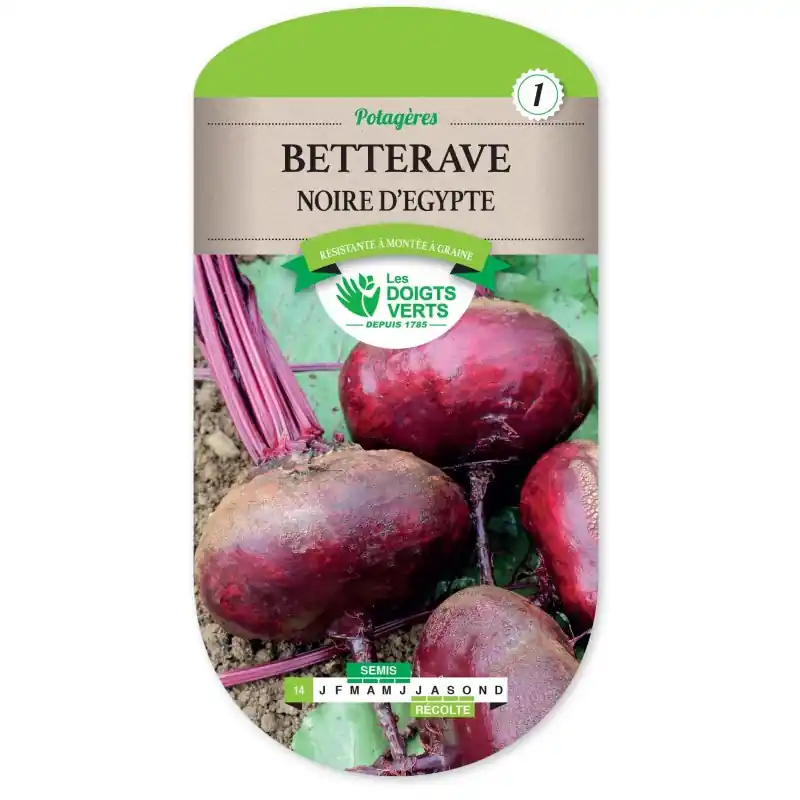 Bon Marché BETTERAVE NOIRE D‘EGYPTE - CATÉGORIE 1 - LES DOIGTS VERTS