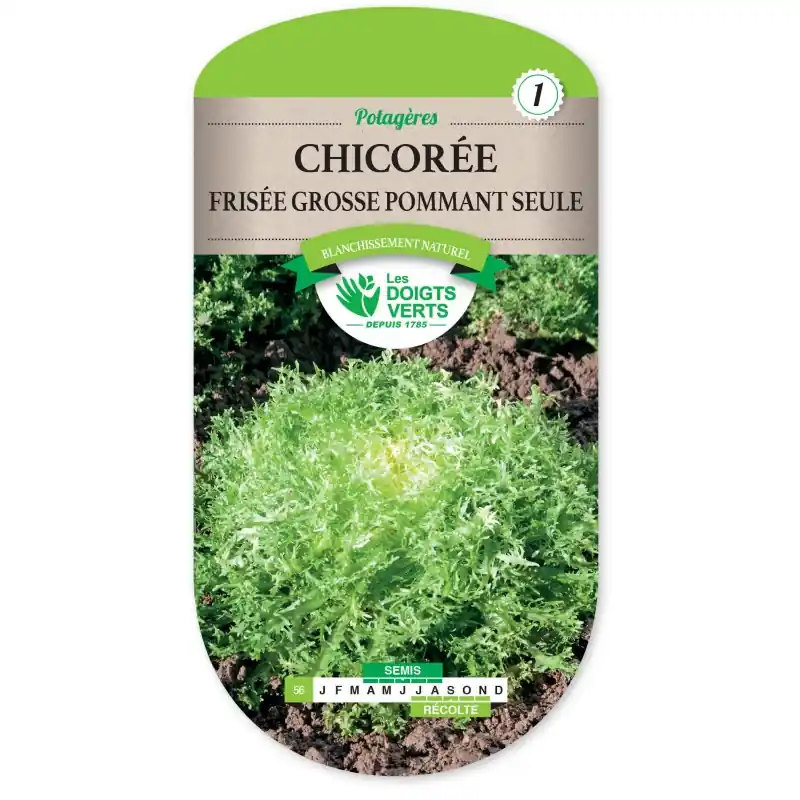 CHICORÉE FRISÉE GROSSE POMMANT SEULE – CATÉGORIE 1 – LES DOIGTS VERTS Prix Choc