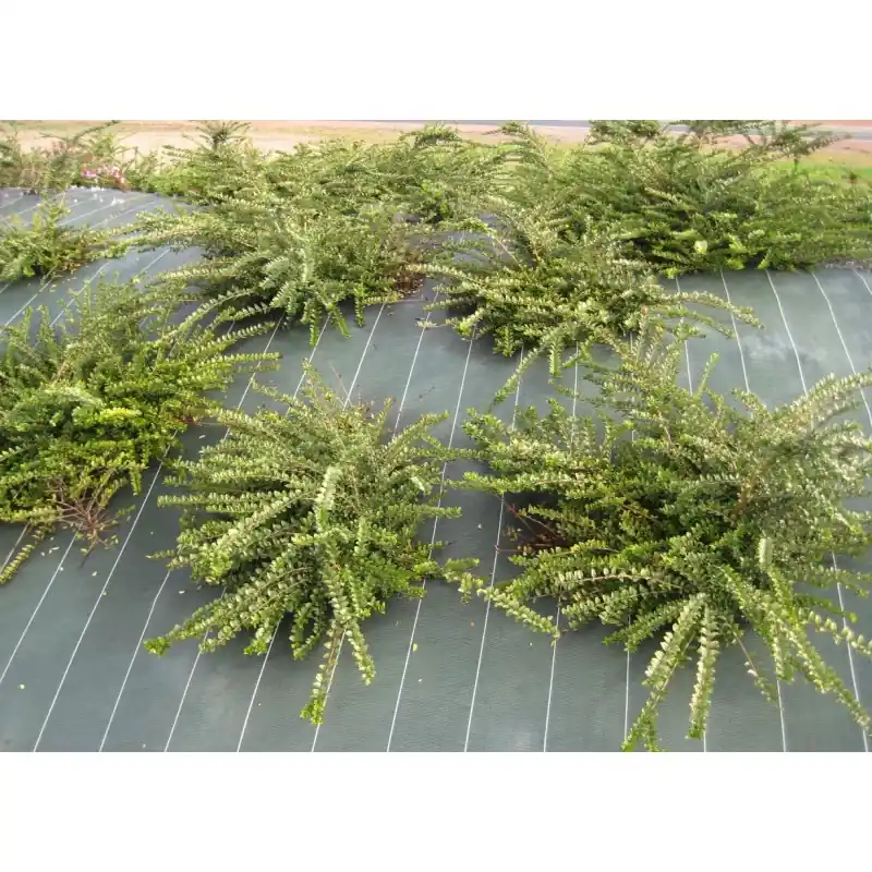 Meilleur Choix TOILE DE PAILLAGE 90G/M² VERT 1.25X10M – JANY