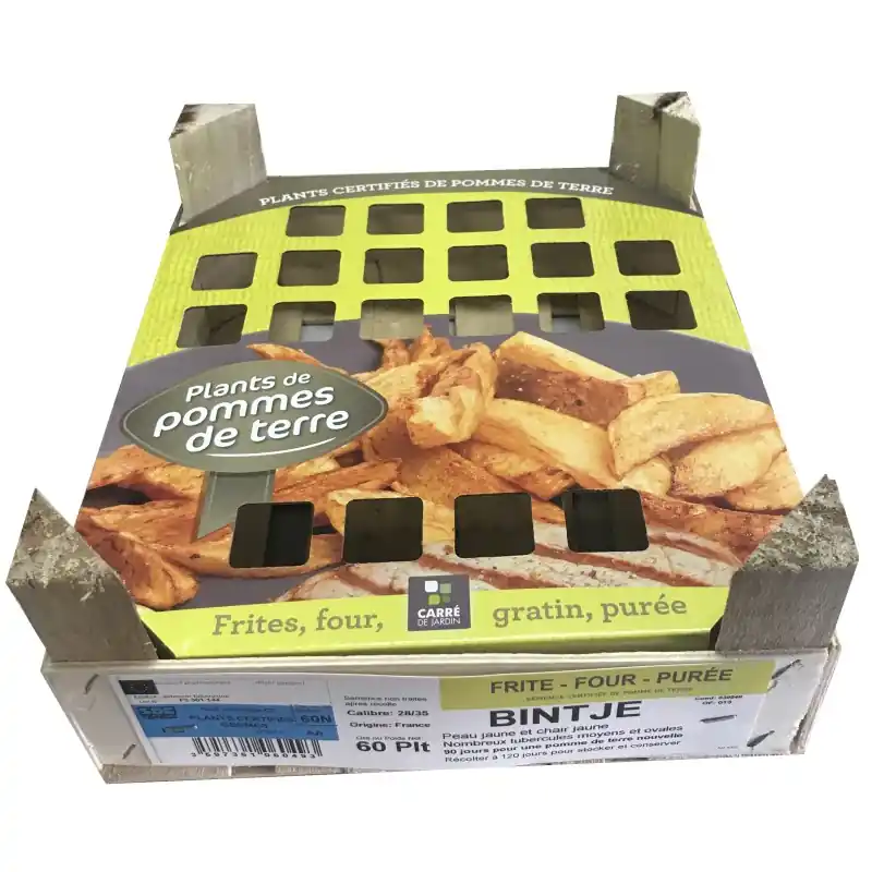 CLAYETTE POMME DE TERRE 60 PLANTS BINTJE – CALIBRE 28/35 Seulement Aujourd&rsquo;hui