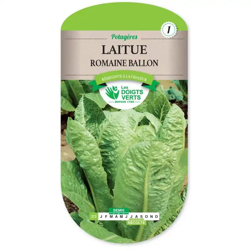 Must-Have LAITUE ROMAINE BALLON - CATÉGORIE 1 - LES DOIGTS VERTS