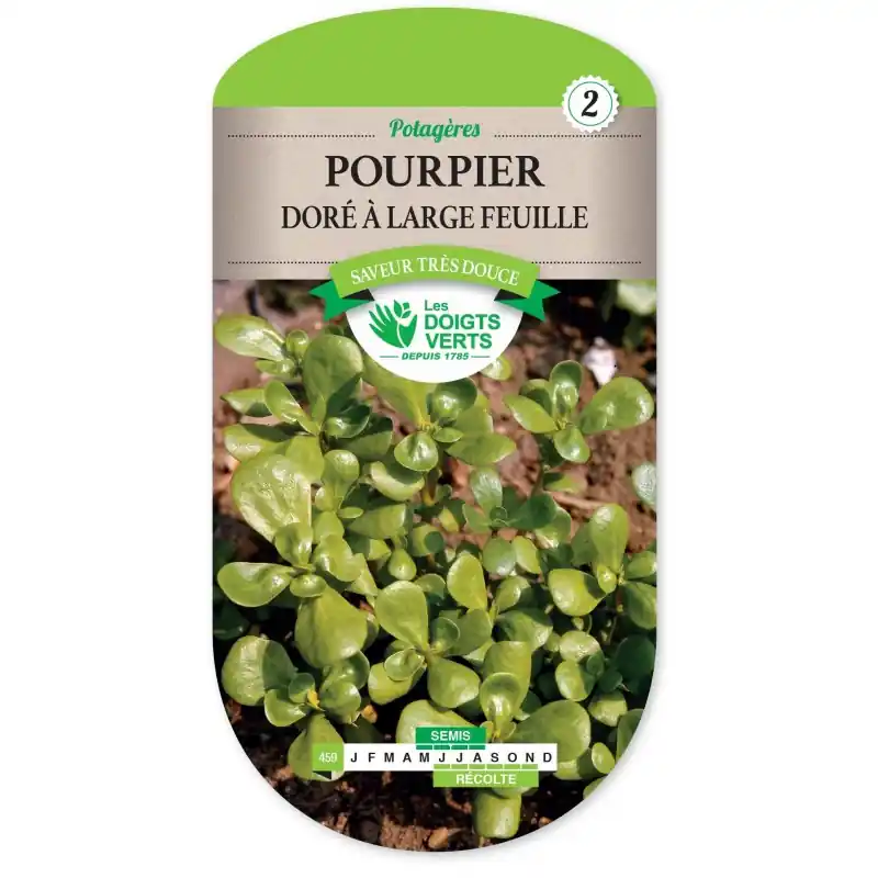 459 POURPIER DORÉ A LARGE FEUILLE – CATÉGORIE 2 – LES DOIGTS VERTS Retour Gratuit
