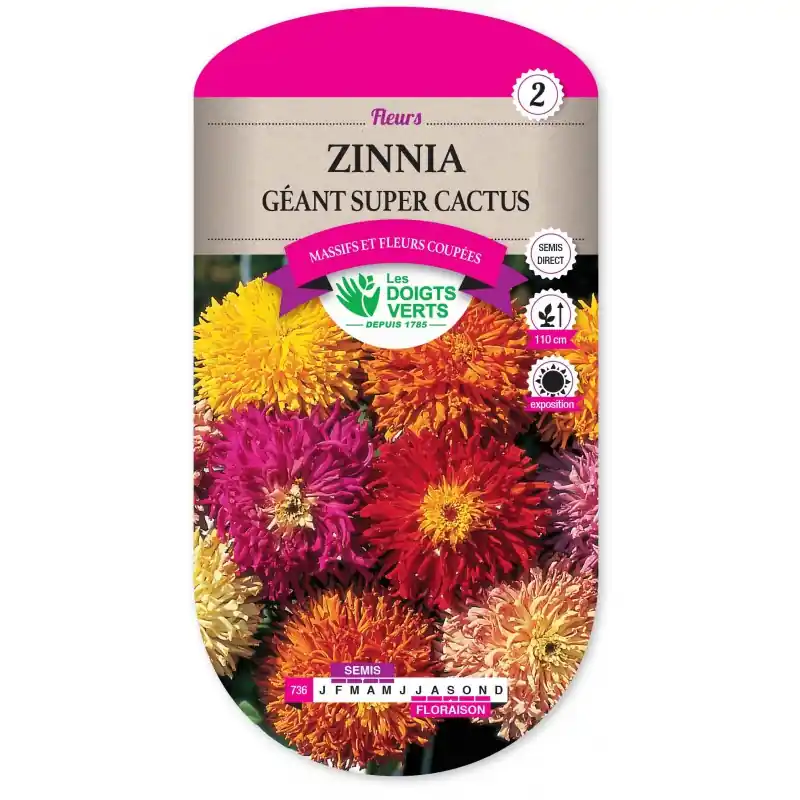 ZINNIA GÉANT SUPER CACTUS – CATÉGORIE 2 – LES DOIGTS VERTS Nouvel Arrivage